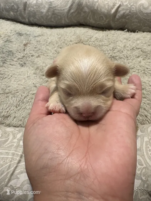 Pomchi-Cream – Chihuahua, Pomeranian puppy for sale in Orlando, FL