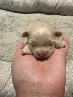 Pomchi-Cream, a female Chihuahua and Pomeranian for sale in Orlando, FL – 1 of 6