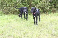 Tango, a female Great Dane for sale in Paxton, FL – 2 of 9