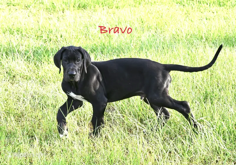 Bravo  – Great Dane puppy for sale in Paxton, FL
