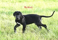 Baby Bear, a male Great Dane for sale in Paxton, FL – 4 of 9