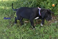 Bravo , a male Great Dane for sale in Paxton, FL – 2 of 7