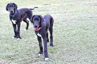 Tango, a female Great Dane for sale in Paxton, FL – 1 of 9