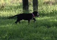 Tango, a female Great Dane for sale in Paxton, FL – 8 of 10