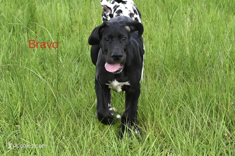 Bravo  – Great Dane puppy for sale in Paxton, FL