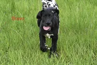 Baby Bear, a male Great Dane for sale in Paxton, FL – 5 of 9
