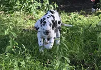 Sparkle D, a female Great Dane for sale in Paxton, FL – 3 of 8