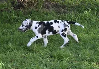 Sparkle D, a female Great Dane for sale in Paxton, FL – 6 of 8