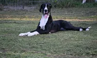 Meshelle, a female Great Dane for sale in Paxton, FL – 2 of 9