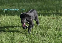 Bravo , a male Great Dane for sale in Paxton, FL – 3 of 7