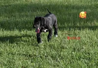 Bravo , a male Great Dane for sale in Paxton, FL – 4 of 7