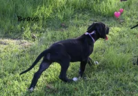 Bravo , a male Great Dane for sale in Paxton, FL – 5 of 7