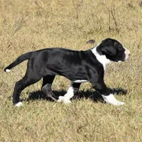 Meshelle, a female Great Dane for sale in Paxton, FL – Photo 5 of 7
