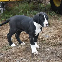 Meshelle, a female Great Dane for sale in Paxton, FL – Photo 4 of 7