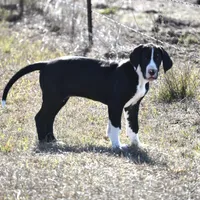 Meshelle, a female Great Dane for sale in Paxton, FL – Photo 1 of 7