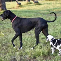 Meshelle, a female Great Dane for sale in Paxton, FL – Photo 7 of 7
