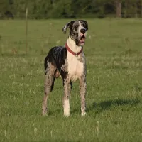 Meshelle, a female Great Dane for sale in Paxton, FL – Photo 6 of 7
