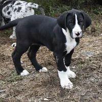 Meshelle, a female Great Dane for sale in Paxton, FL – Photo 2 of 7