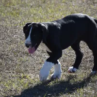 Meshelle, a female Great Dane for sale in Paxton, FL – Photo 3 of 7