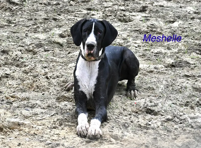 Meshelle – Great Dane puppy for sale in Paxton, FL