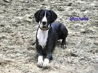 Meshelle, a female Great Dane for sale in Paxton, FL – 1 of 9