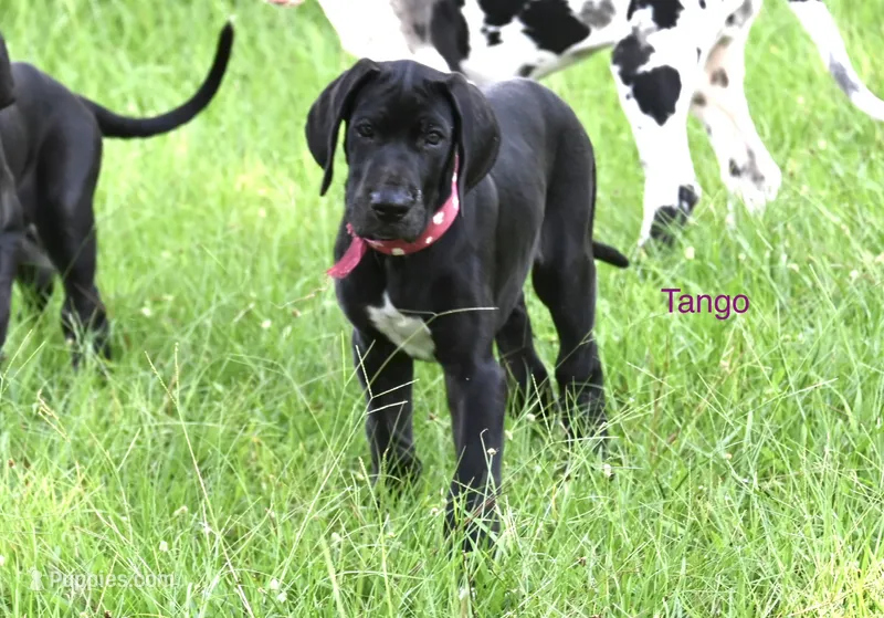 Tango – Great Dane puppy for sale in Paxton, FL