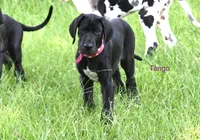 Tango, a female Great Dane for sale in Paxton, FL – 3 of 9