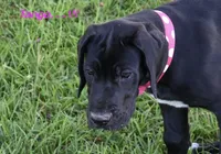 Tango, a female Great Dane for sale in Paxton, FL – 3 of 10