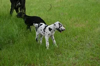 Sparkle D, a female Great Dane for sale in Paxton, FL – 7 of 8