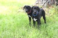 Baby Bear, a male Great Dane for sale in Paxton, FL – 1 of 9