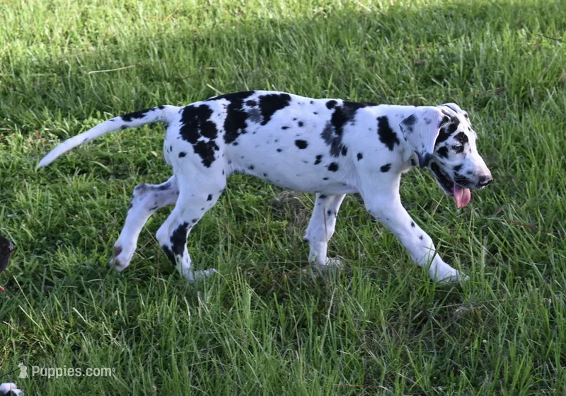 Sparkle D – Great Dane puppy for sale in Paxton, FL