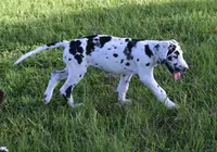 Sparkle D, a female Great Dane for sale in Paxton, FL – 2 of 8