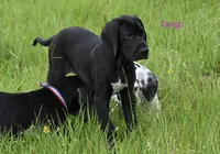 Tango, a female Great Dane for sale in Paxton, FL – 1 of 10