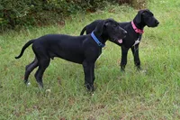 Baby Bear, a male Great Dane for sale in Paxton, FL – 3 of 9