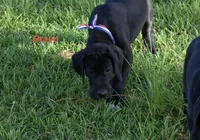 Bravo , a male Great Dane for sale in Paxton, FL – 6 of 7