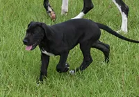 Tango, a female Great Dane for sale in Paxton, FL – 9 of 10