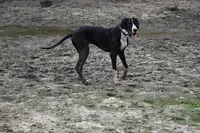 Meshelle, a female Great Dane for sale in Paxton, FL – 4 of 9