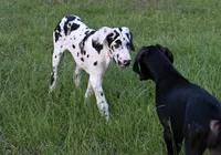 Sparkle D, a female Great Dane for sale in Paxton, FL – 2 of 10