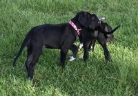 Tango, a female Great Dane for sale in Paxton, FL – 4 of 10
