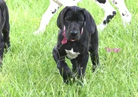 Tango, a female Great Dane for sale in Paxton, FL – 4 of 9