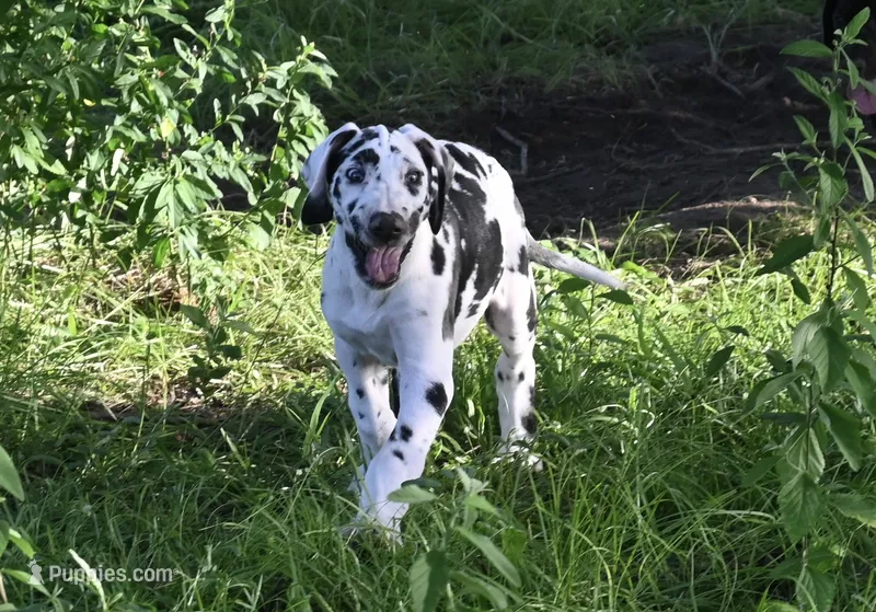 Sparkle D – Great Dane puppy for sale in Paxton, FL