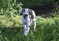 Sparkle D, a female Great Dane for sale in Paxton, FL – 1 of 8