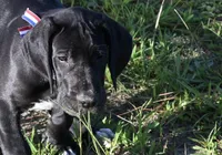 Bravo , a male Great Dane for sale in Paxton, FL – 7 of 7