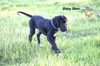 Baby Bear, a male Great Dane for sale in Paxton, FL – 2 of 9
