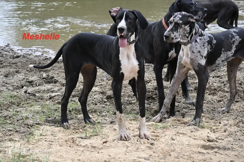 Meshelle – Great Dane puppy for sale in Paxton, FL