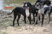 Meshelle, a female Great Dane for sale in Paxton, FL – 3 of 9