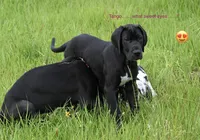 Tango, a female Great Dane for sale in Paxton, FL – 2 of 10