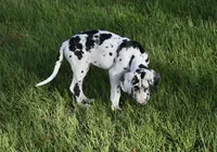 Sparkle D, a female Great Dane for sale in Paxton, FL – 5 of 8