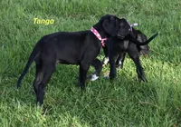 Tango, a female Great Dane for sale in Paxton, FL – 10 of 10