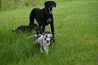 Sparkle D, a female Great Dane for sale in Paxton, FL – 8 of 8